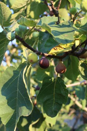 RaggedGarden-Figs.jpg