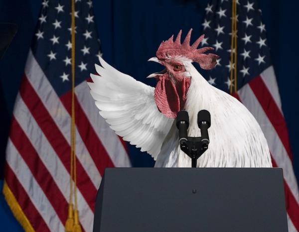 chicken orator web.jpg