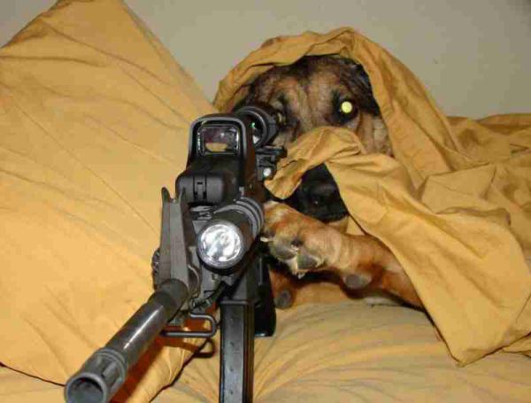 dog_with_a_gun.jpg